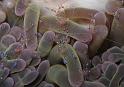 crevette periclimenes toaensis